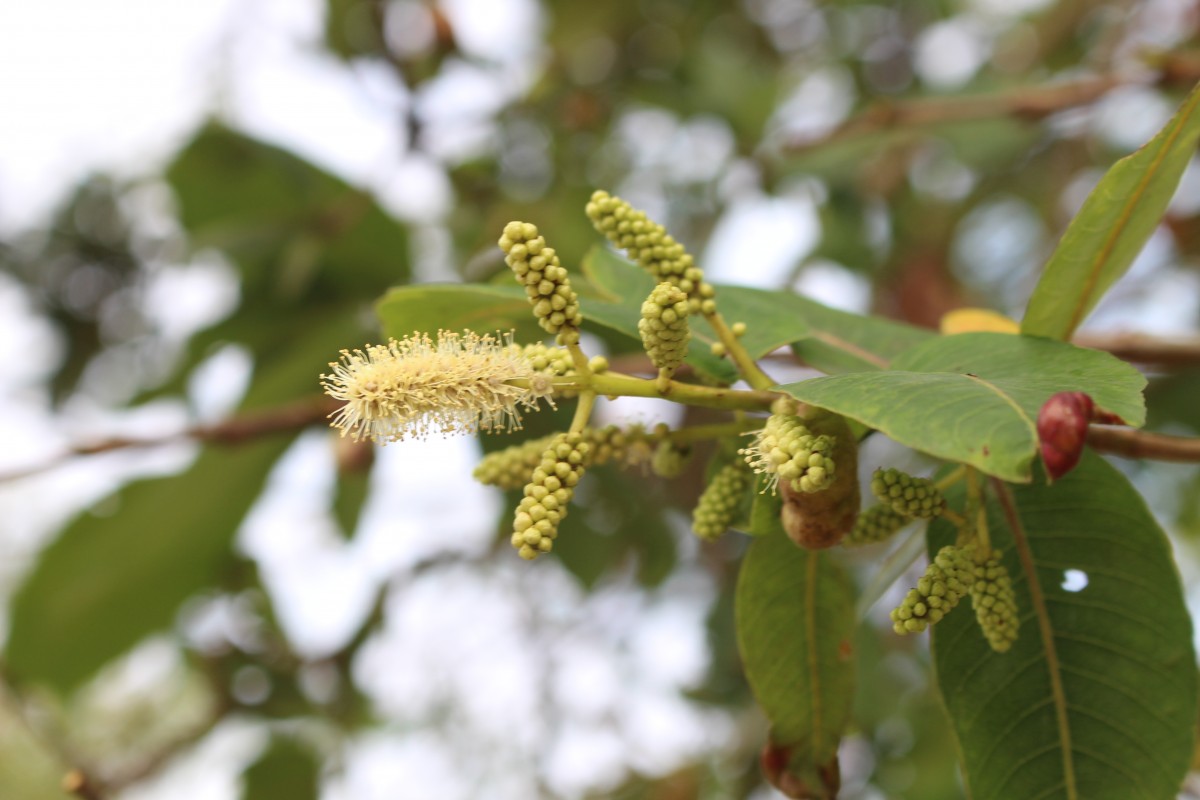 Terminalia arjuna (Roxb. ex DC.) Wight & Arn.